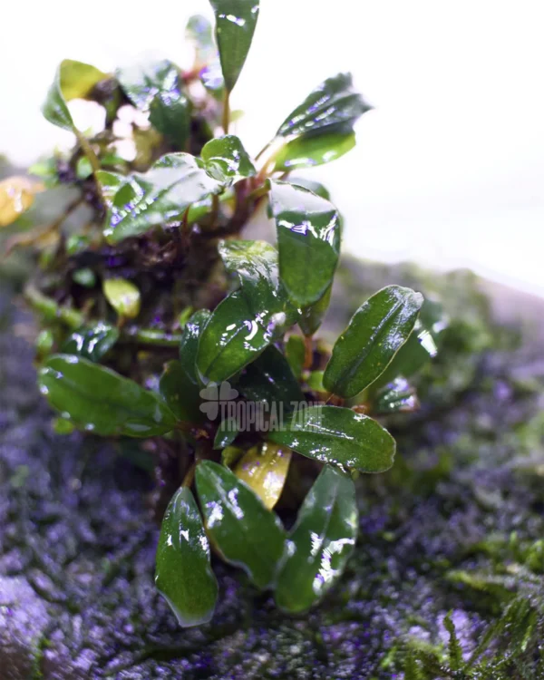 Bucephalandra Pygmy