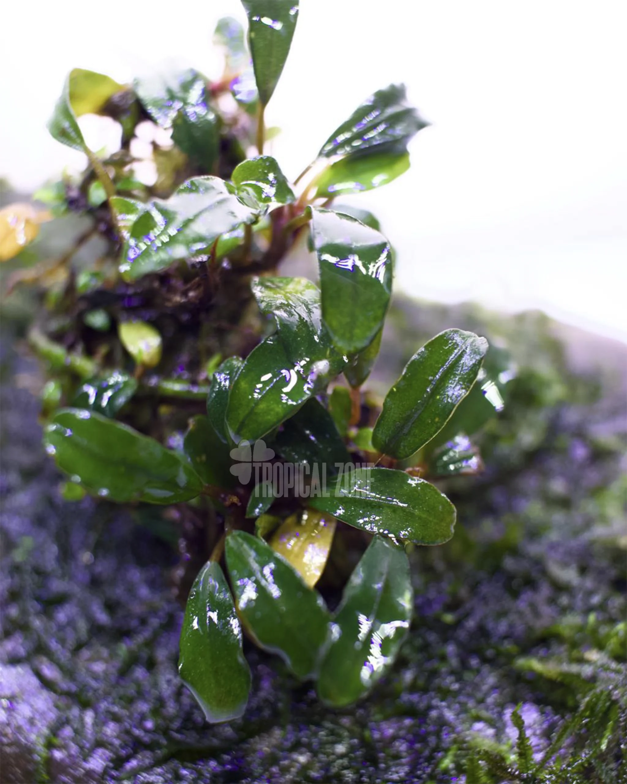 Bucephalandra Pygmy - Tropical Zone