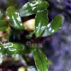 Bucephalandra Pygmy