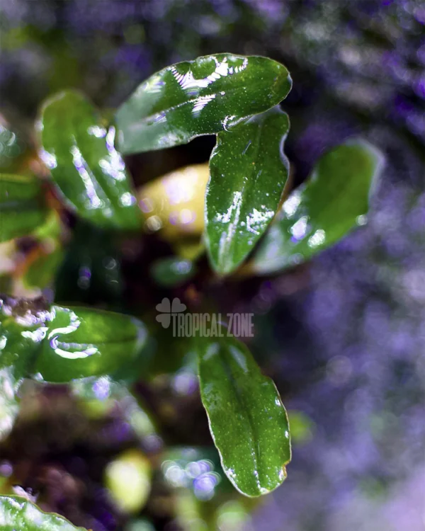 Bucephalandra Pygmy