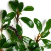 bucephanadra pygmy clump