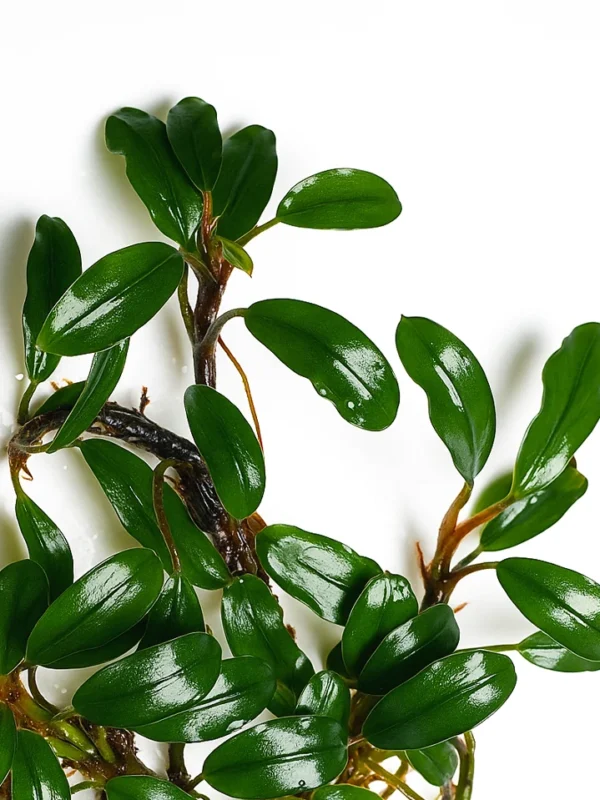 bucephanadra pygmy clump