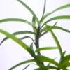 Eichhornia Diversifolia