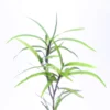 Eichhornia Diversifolia
