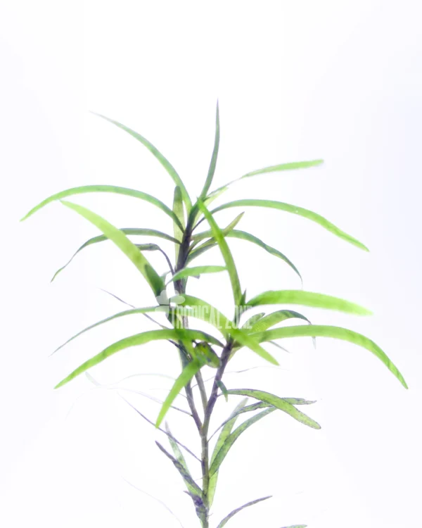 Eichhornia Diversifolia
