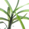 Eichhornia Diversifolia