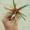 Eriocaulon Quinquangulare