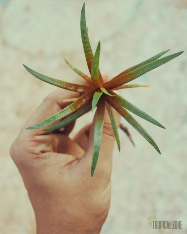 Eriocaulon Quinquangulare