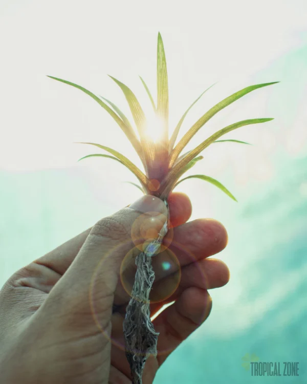 Eriocaulon Quinquangulare
