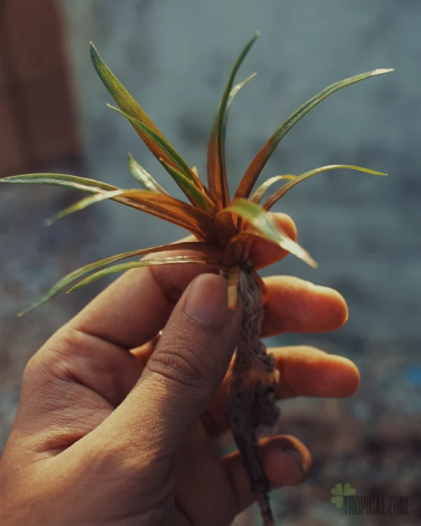 Eriocaulon Quinquangulare