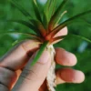 Eriocaulon Quinquangulare