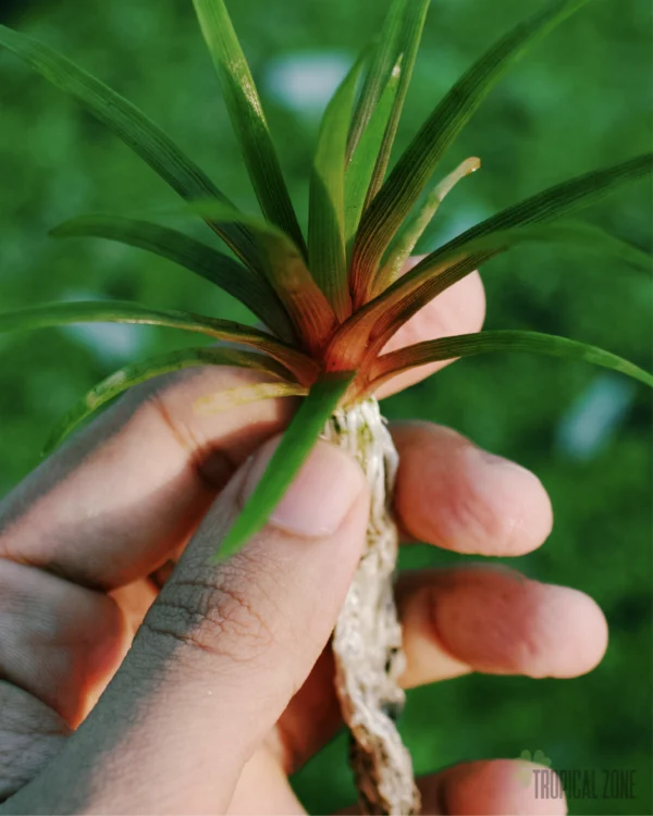 Eriocaulon Quinquangulare
