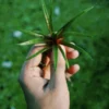 Eriocaulon Quinquangulare with narrow grass like leaves, A rare foreground aquarium plant