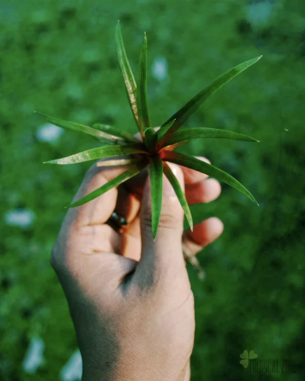 Eriocaulon Quinquangulare with narrow grass like leaves, A rare foreground aquarium plant