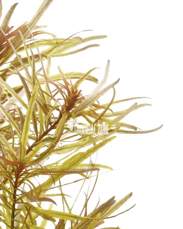 Ludwigia Inclinata Verticillata Cuba Ludwigia Inclinata Verticillata Cuba