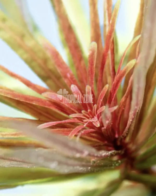 Ludwigia Inclinata Verticillata Cuba – 2 Ludwigia Inclinata Verticillata Cuba