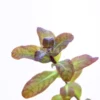 Ludwigia Senegalensis