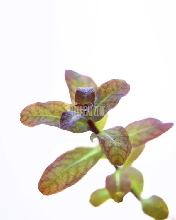 Ludwigia Senegalensis