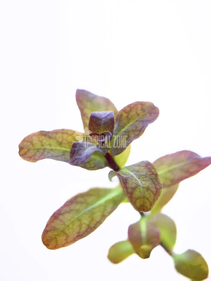 Ludwigia Senegalensis