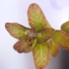 Ludwigia Senegalensis