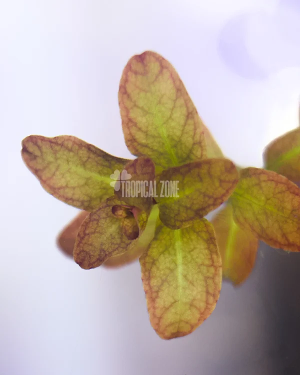 Ludwigia Senegalensis