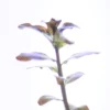 Ludwigia Senegalensis