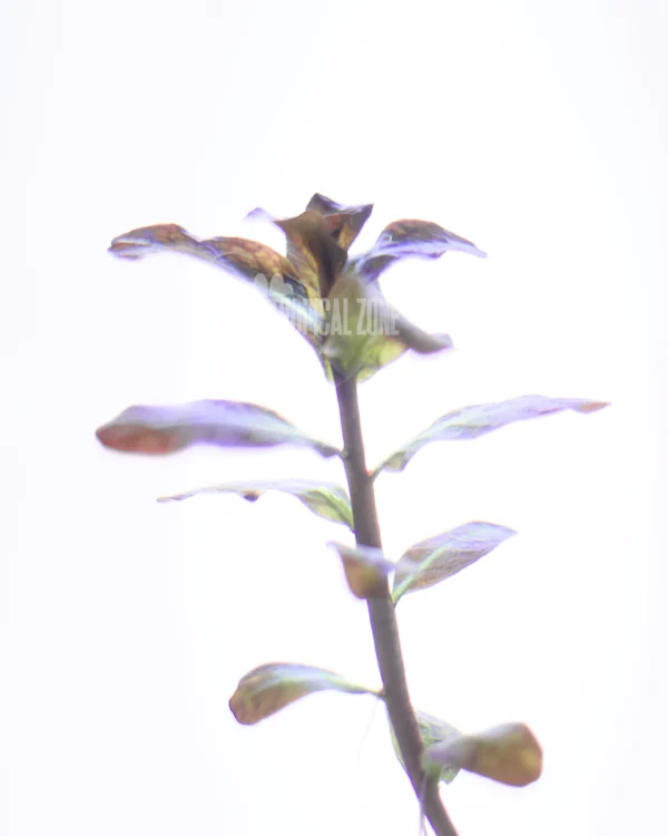 Ludwigia Senegalensis