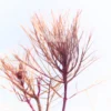 Myriophyllum Red Myriophyllum Red