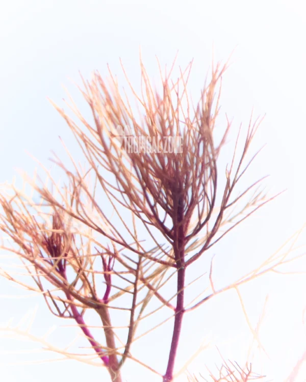 Myriophyllum Red Myriophyllum Red