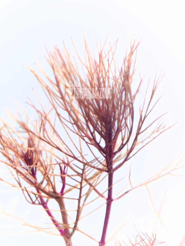Myriophyllum Red