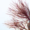 Myriophyllum Red - 2 Myriophyllum Red