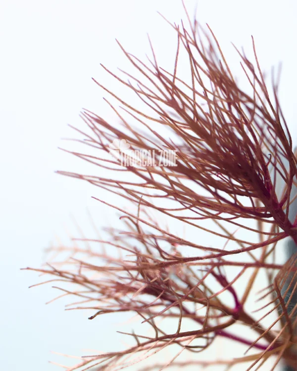 Myriophyllum Red - 2 Myriophyllum Red
