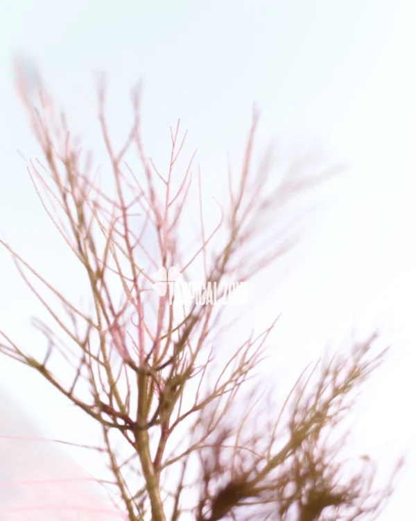 Myriophyllum Red - 3 Myriophyllum Red