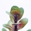 Rotala Indica