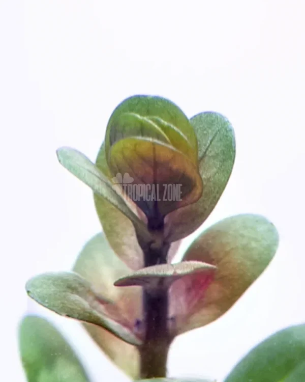 Rotala Indica