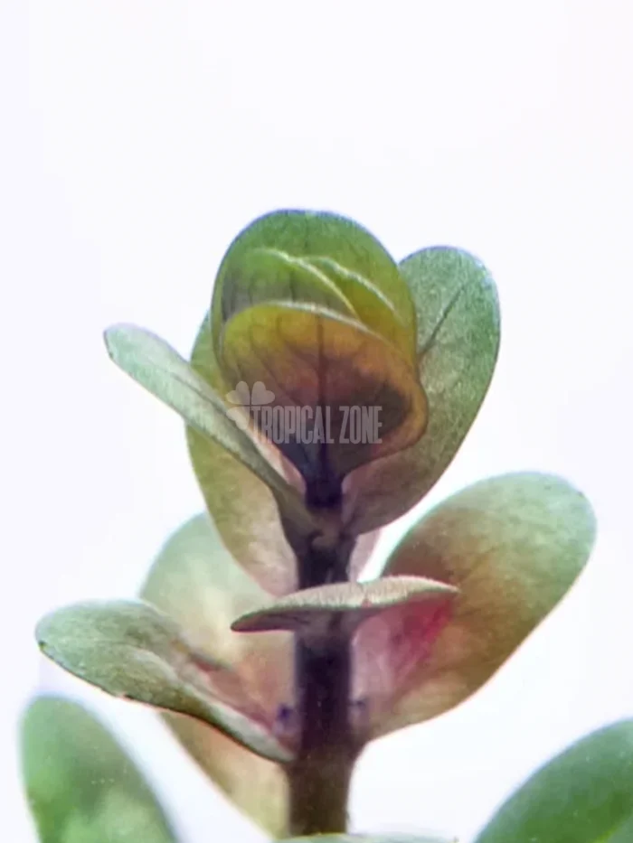 Rotala Indica