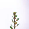 Rotala Indica
