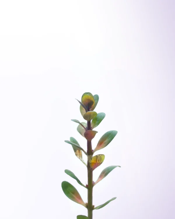 Rotala Indica