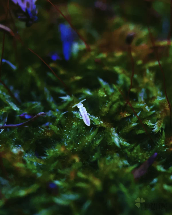 Live springtails (Collembola) culture for bioactive terrariums and vivariums