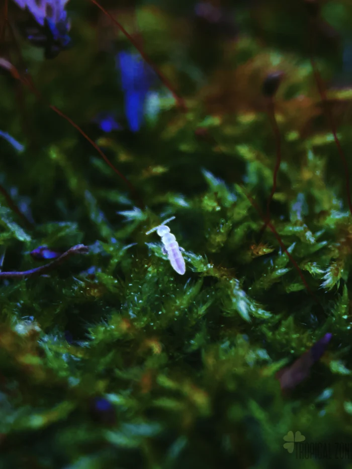 Live springtails (Collembola) culture for bioactive terrariums and vivariums