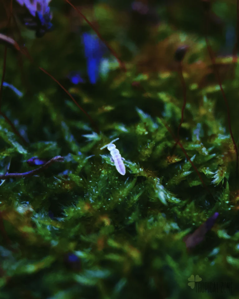 Live springtails (Collembola) culture for bioactive terrariums and vivariums