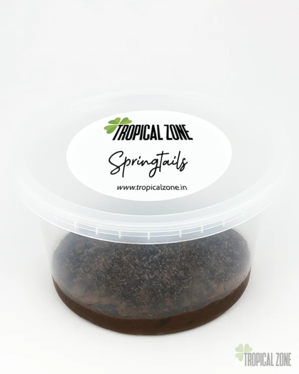 Springtails for Terrariums