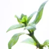 Staurogyne Repens