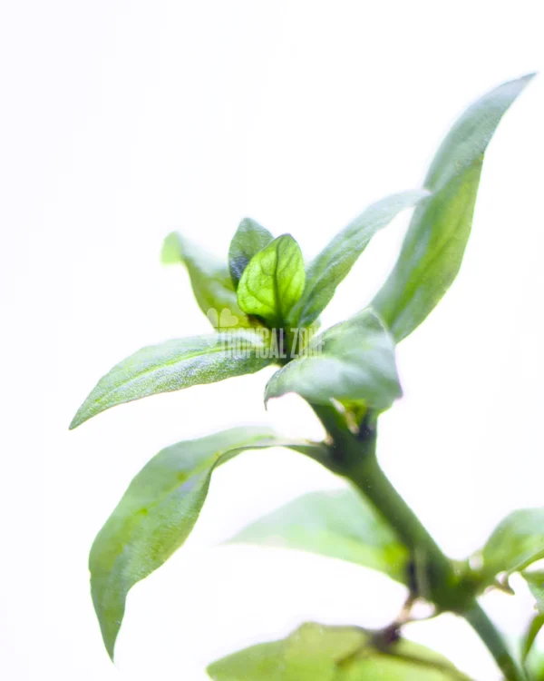 Staurogyne Repens