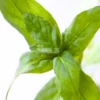 Staurogyne Repens