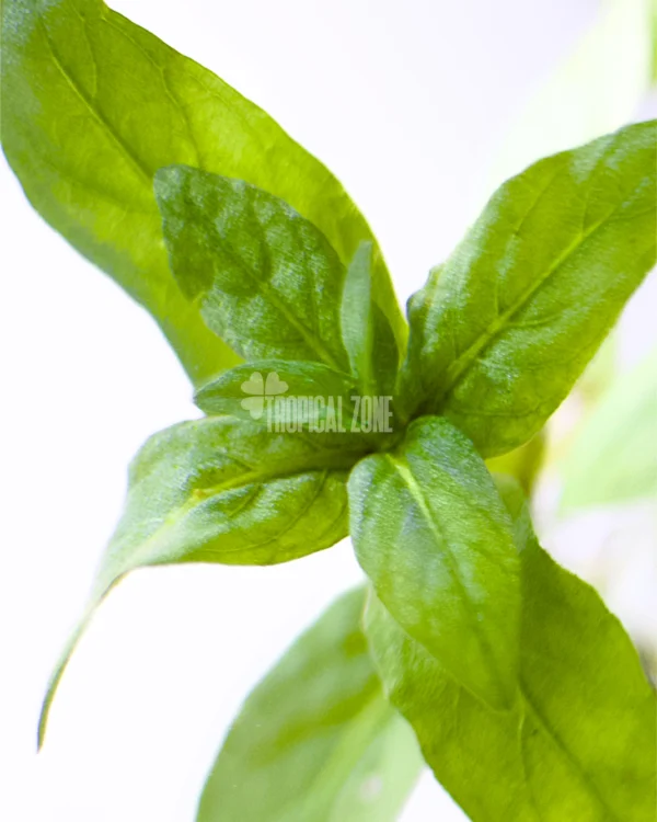 Staurogyne Repens