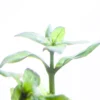 Staurogyne Repens