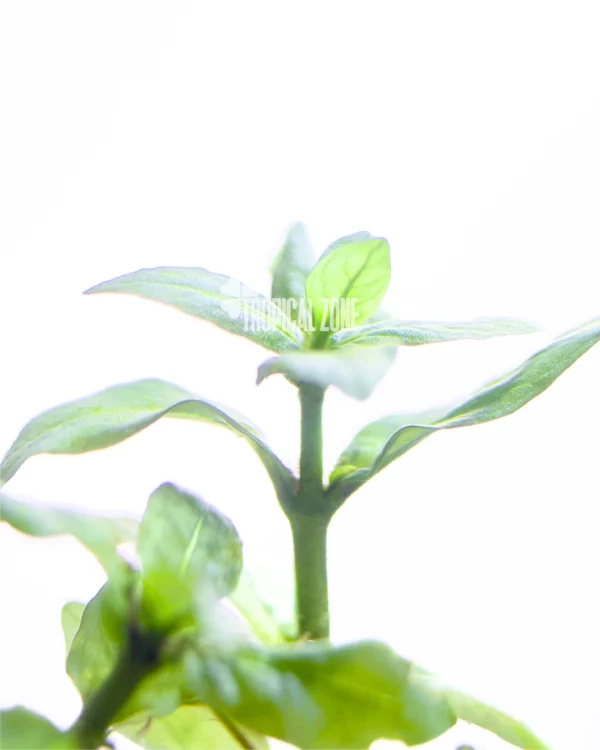 Staurogyne Repens