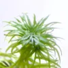 Syngonathus Sp Belem