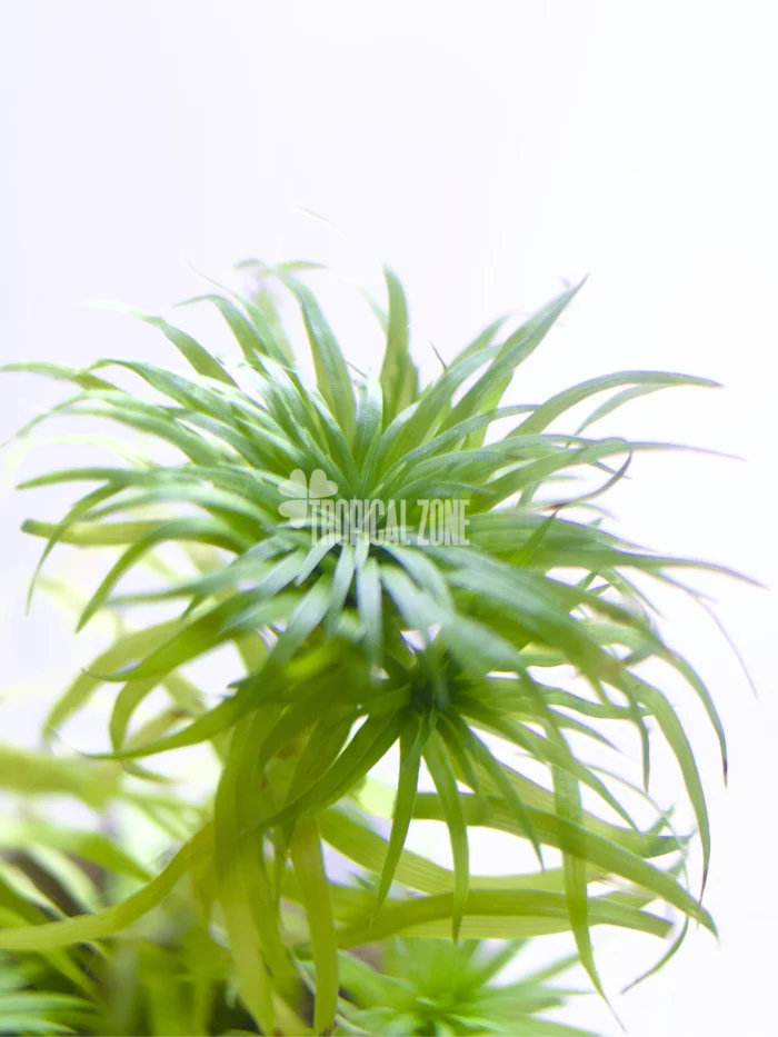 Syngonathus Sp Belem